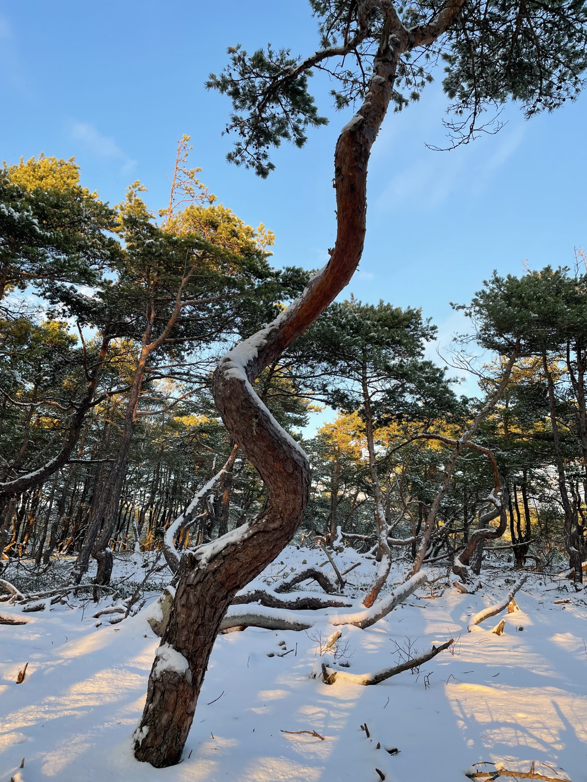 Vinterpromenad